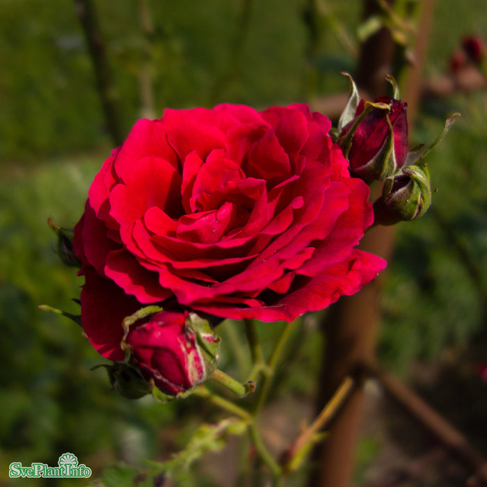 Rosa 'Sympathie' A kval C4