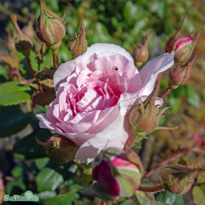 Rosa 'The Ancient Mariner' A-kval C6