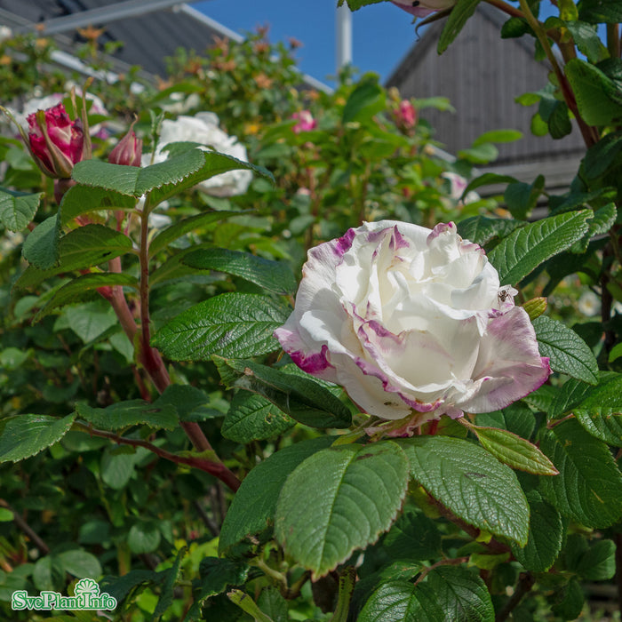 Rosa rugosa 'Louise Bugnet' Busk C3,5