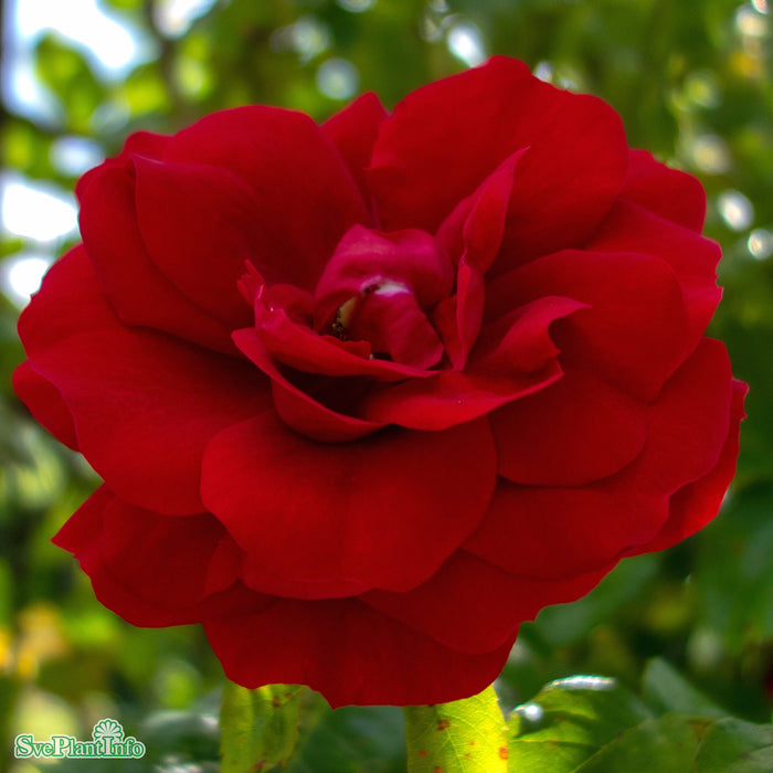 Rosa 'Amadeus' C20 200-250cm