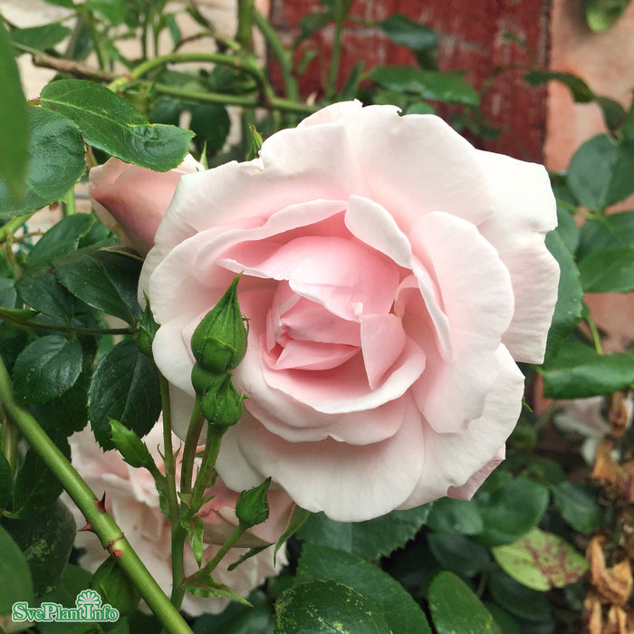Rosa 'New Dawn' C4