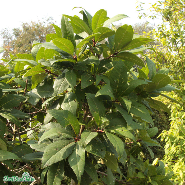 Chionanthus virginicus C20 80-100cm