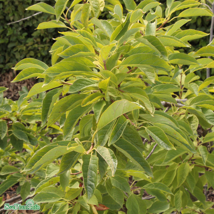 Halesia carolina Busk C12 100-125cm