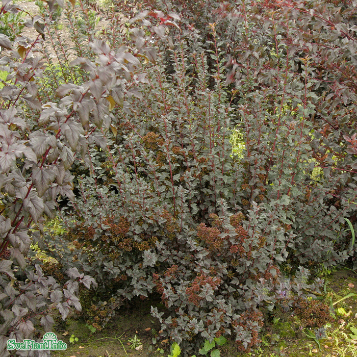 Physocarpus opulifolius 'Tiny Wine' Solitär C20 100-125cm