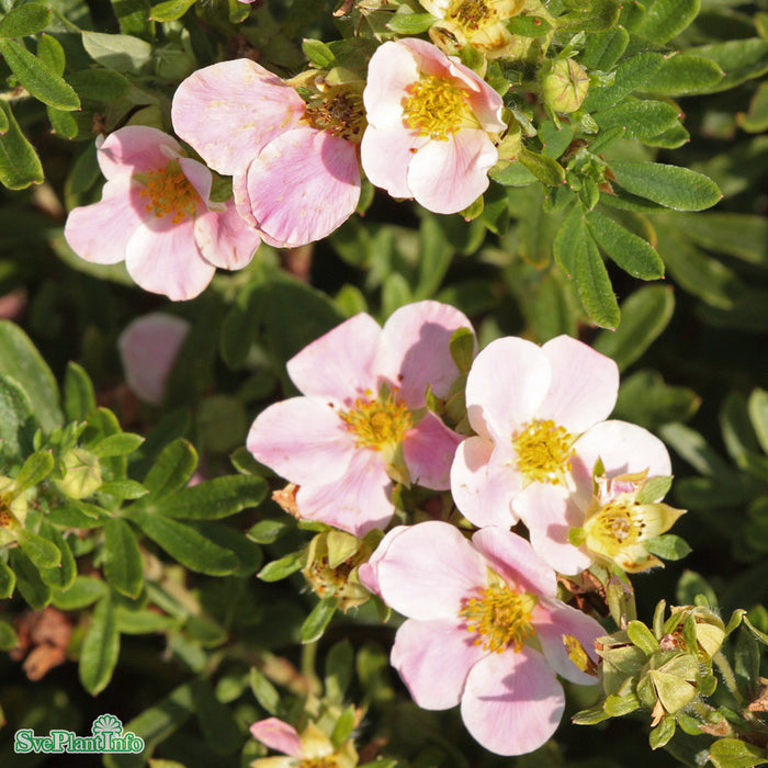 Potentilla fruticosa 'Lovely Pink' Busk C4,5