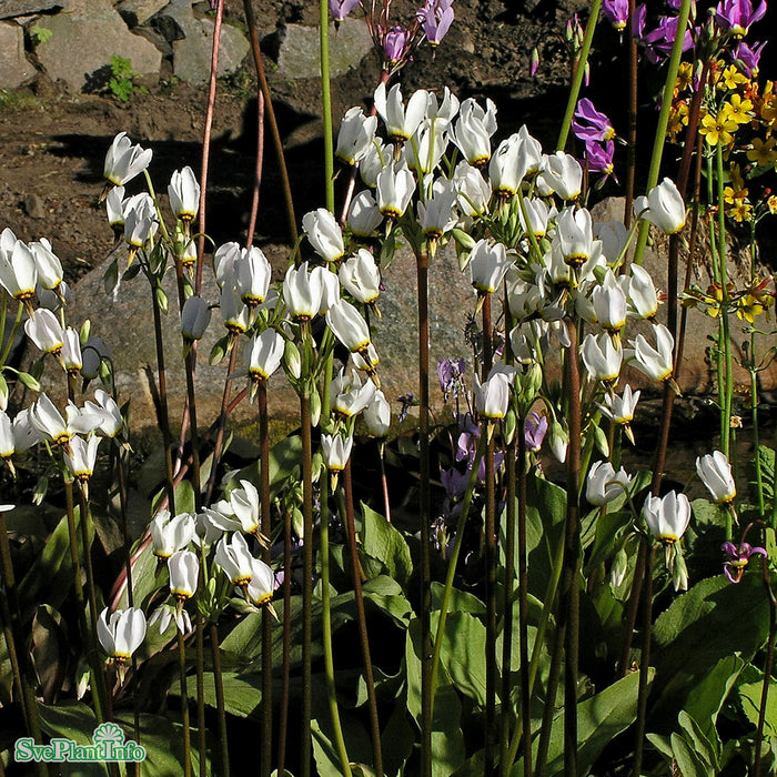 Dodecatheon meadia 'Album' A-kval