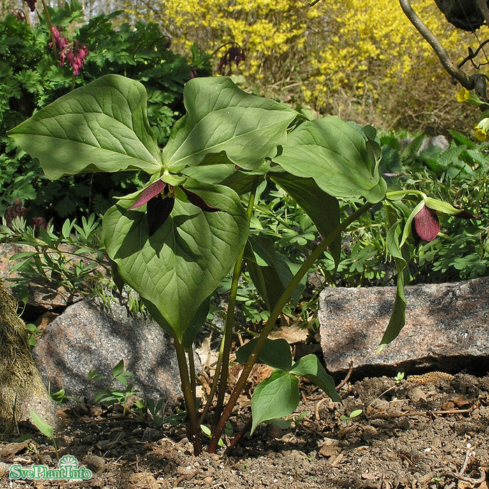 Trillium erectum (9) b-kval A-kval