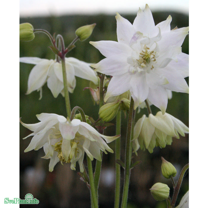 Aquilegia vulgaris stellata 'White Barlow' A-kval
