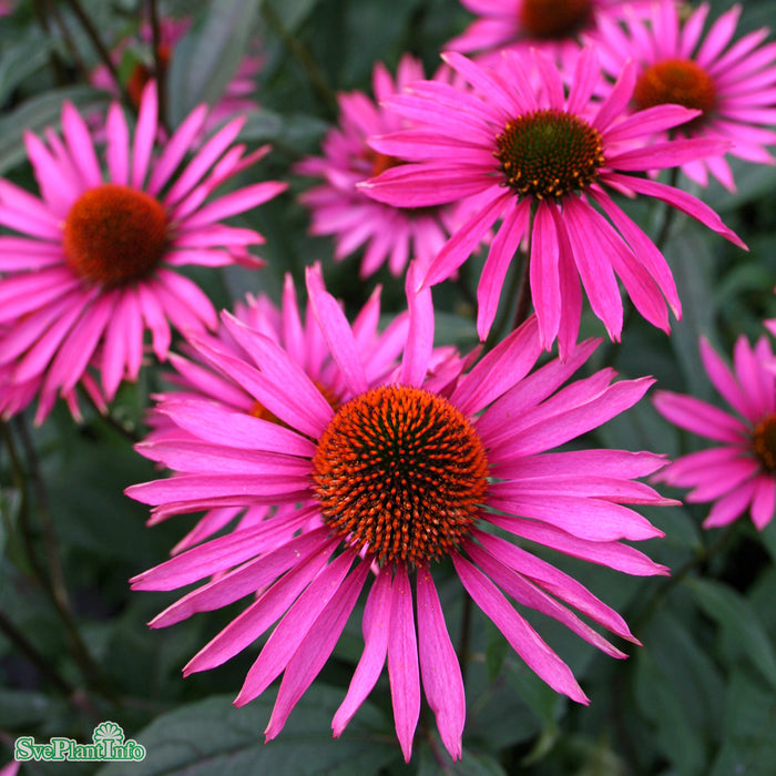Echinacea purpurea 'Pica Bella' A-kval