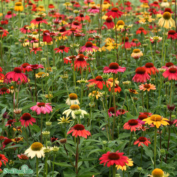 Echinacea 'Cheyenne Spirit' A-kval