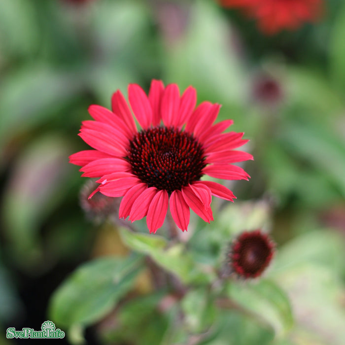 Echinacea 'SunSeekers Red Improved' A-kval C3