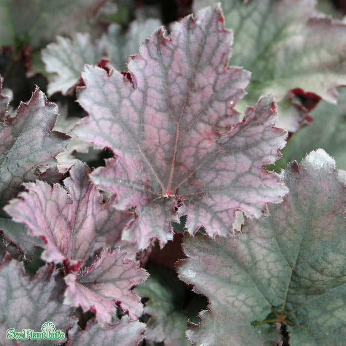 Heuchera ’Frosted Violett’