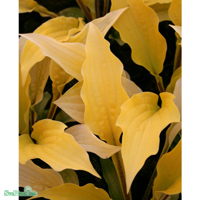 Hosta 'Fire Island' A-kval