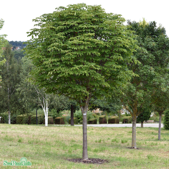 Aesculus hippocastanum 'Pyramidalis' Solitär Kl 200-250cm