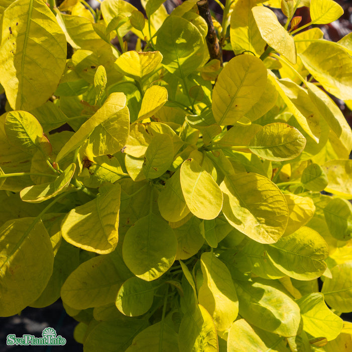 Cotinus coggygria 'Golden Lady' C4,5 40-60cm