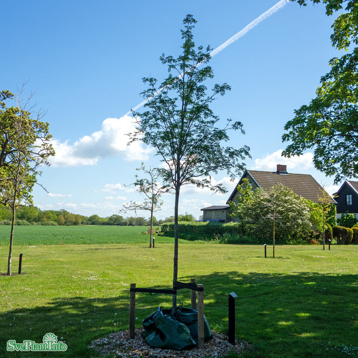 Sorbus (Commixta) 'Birgitta' E Ungträd 200-250cm C10