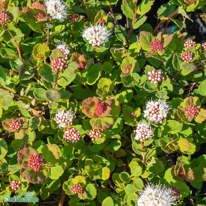 Spiraea betulifolia v. aemil. 'Lumikki' Busk C3,5