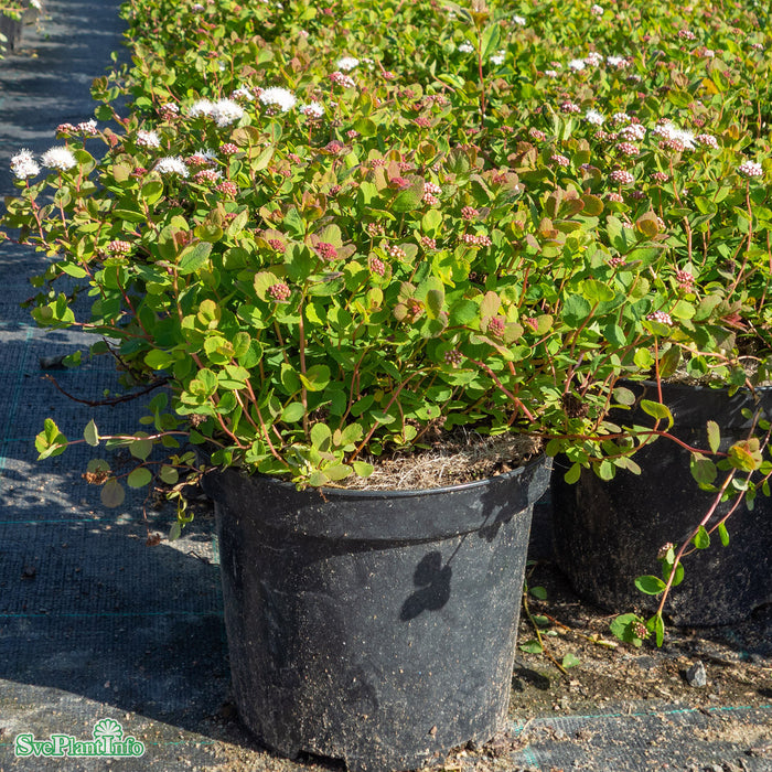 Spiraea betulifolia v. aemil. 'Lumikki' Busk C3,5