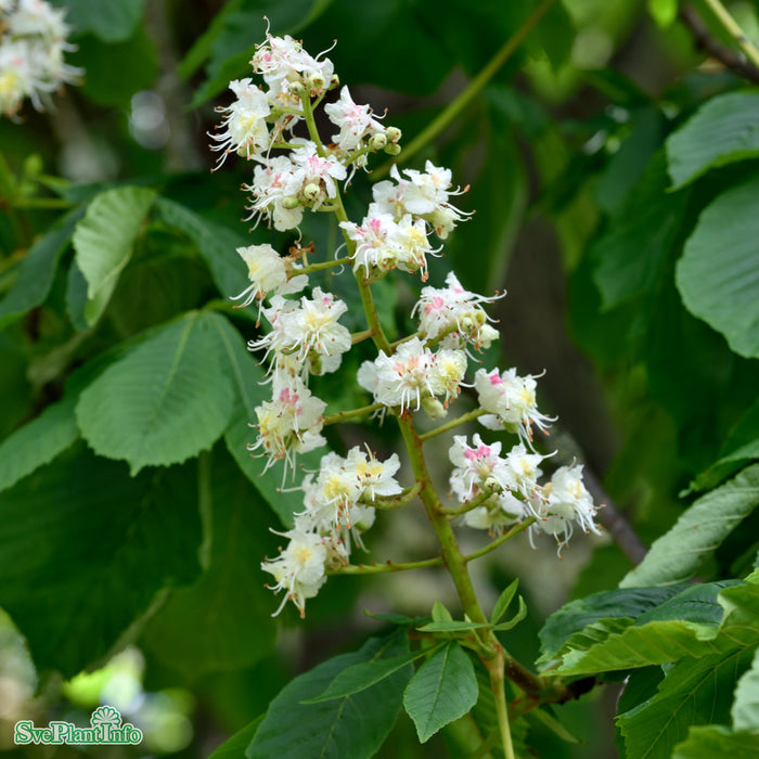 Aesculus hippocastanum Högstam Kl So 10-12