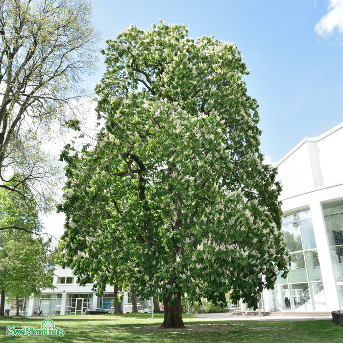 Aesculus hippocastanum Högstam Kl So 10-12