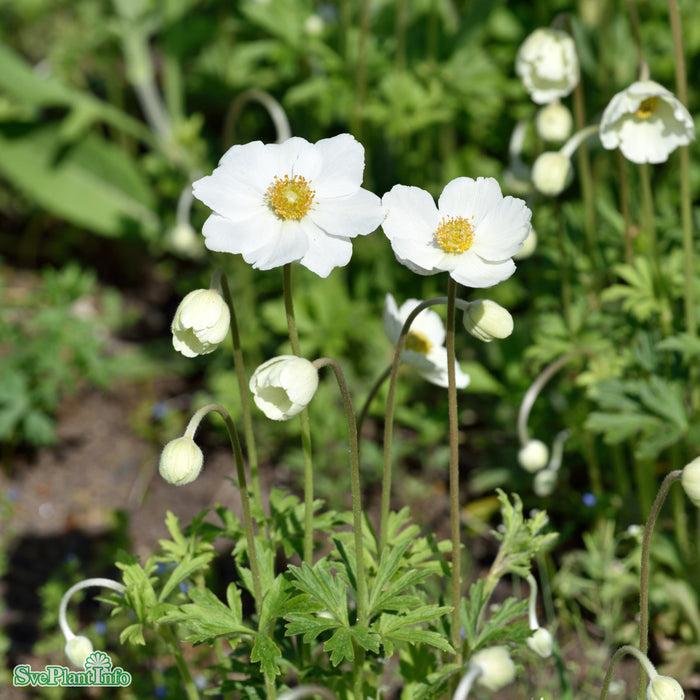 Anemone sylvestris A-kval