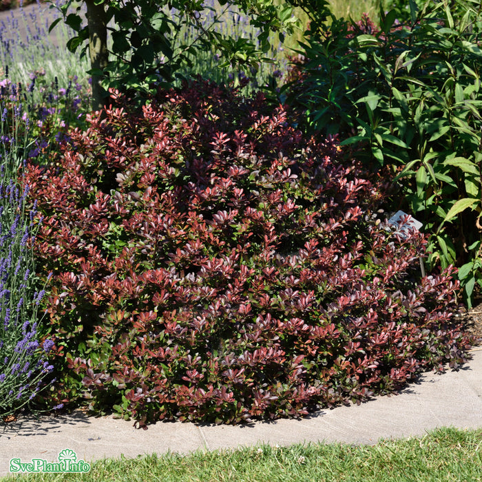 Berberis thunbergii 'Atropurpurea Nana' Busk C4,5 30-40cm