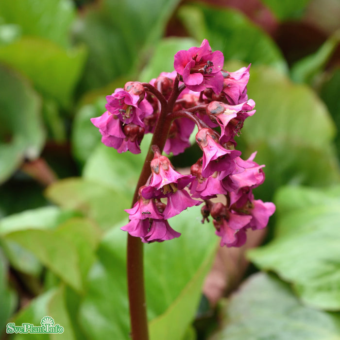 Bergenia cordifolia 'Vinterglöd' A-kval