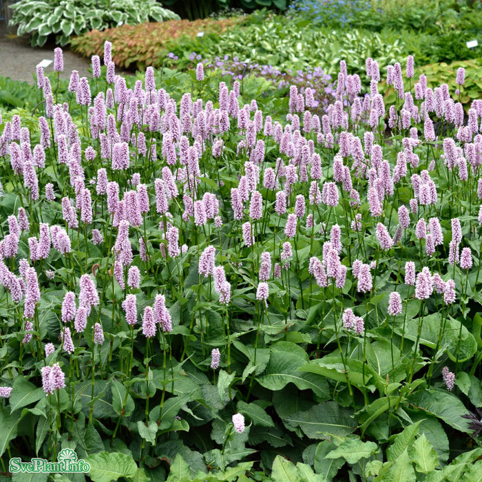 Bistorta officinalis 'Superba' A-kval