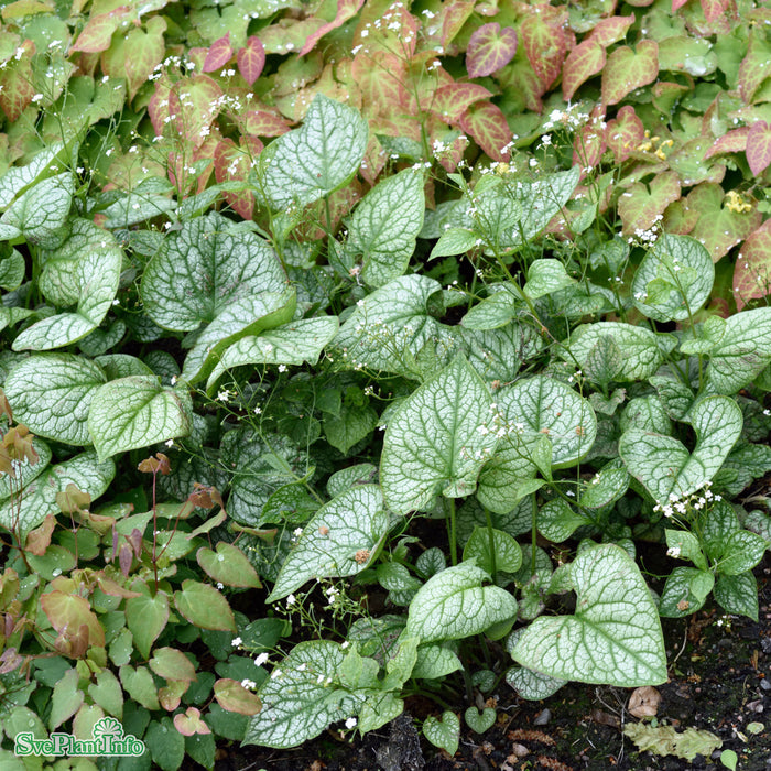 Brunnera macrophylla 'Mr Morse' A-kval