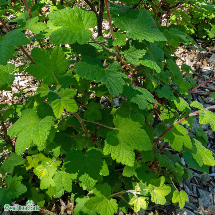 Ribes sanguineum 'Koja' Busk C3,5