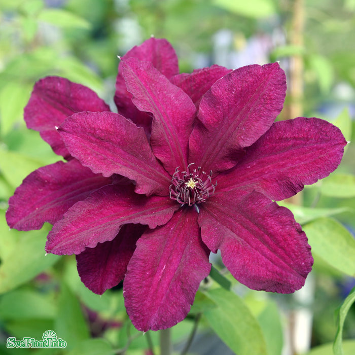 Clematis 'Rüütel' C2