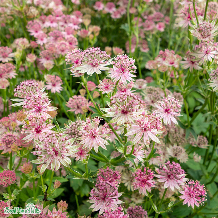 Astrantia major 'Star of Love' A-kval