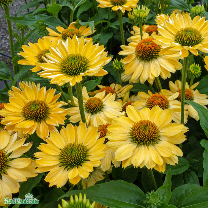 Echinacea 'Aloha' A-kval
