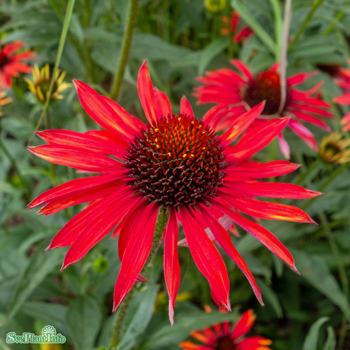 Echinacea 'Hot Summer' A-kval
