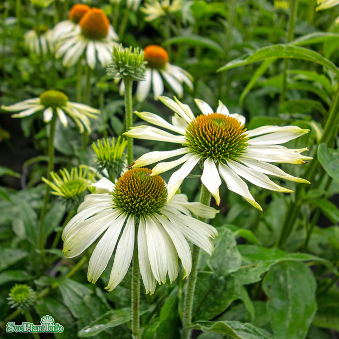 Echinacea purpurea 'White Swan' A-kval
