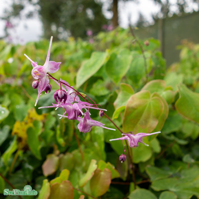 Epimedium grandiflorum 'Lilafee' A-kval