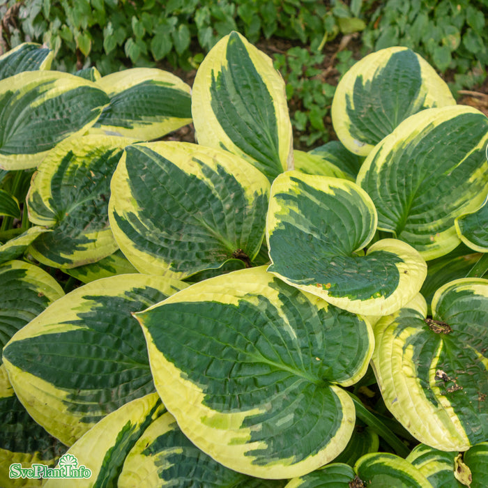 Hosta 'Wide Brim' A-Kval C2