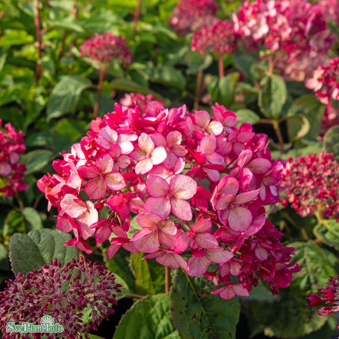 Hydrangea arborescens 'Ruby Annabelle'