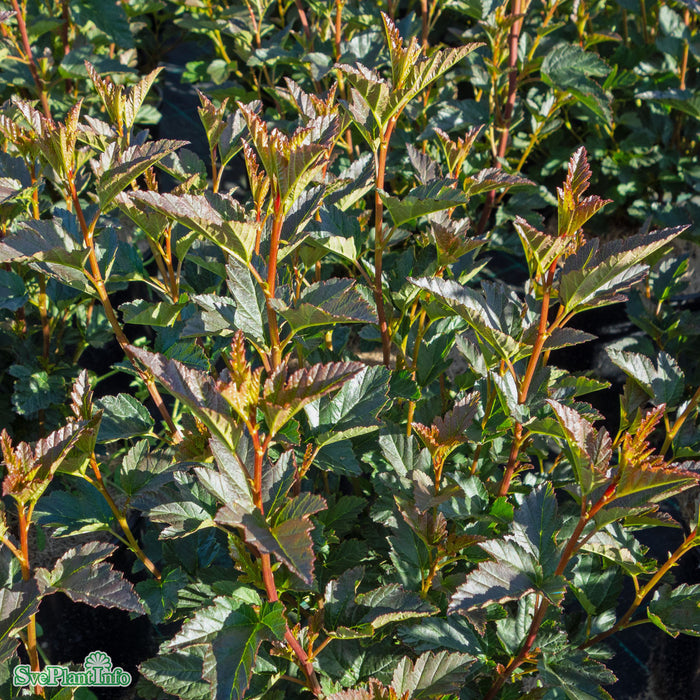 Physocarpus opulifolius 'Tiny Wine' Solitär C20 100-125cm