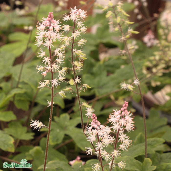 Tiarella 'Spring Symphony' A-kval