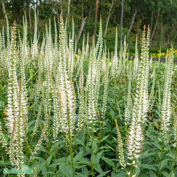 Veronicastrum virginicum 'Album'