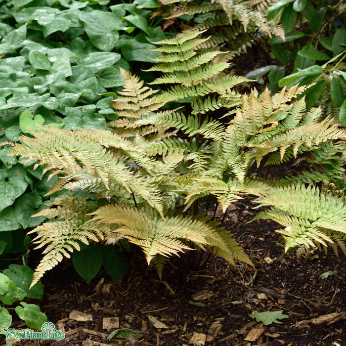 Dryopteris erythrosora