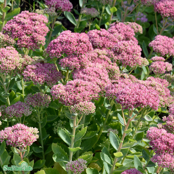 Hylotelephium spectabile 'Brilliant' A-kval