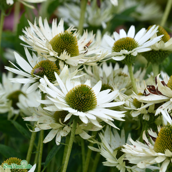 Echinacea purpurea 'Virgin'
