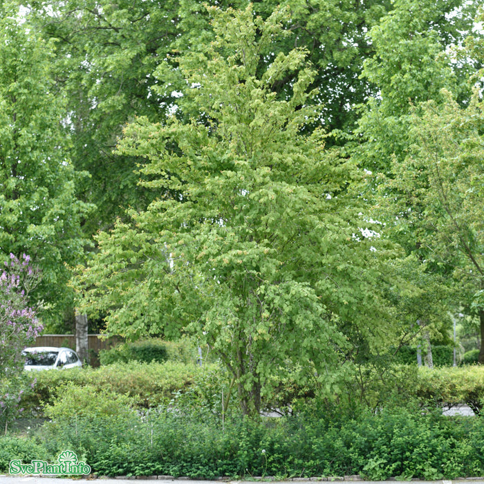 Cercidiphyllum japonicum fk Göteborg E Sol 150-175 C30