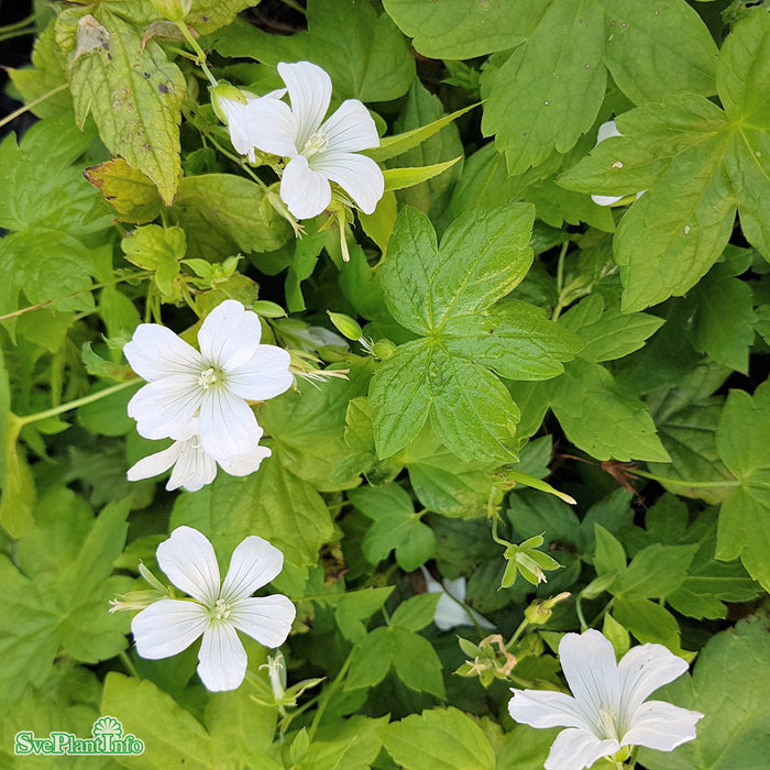 Geranium nodosum 'Silverwood'