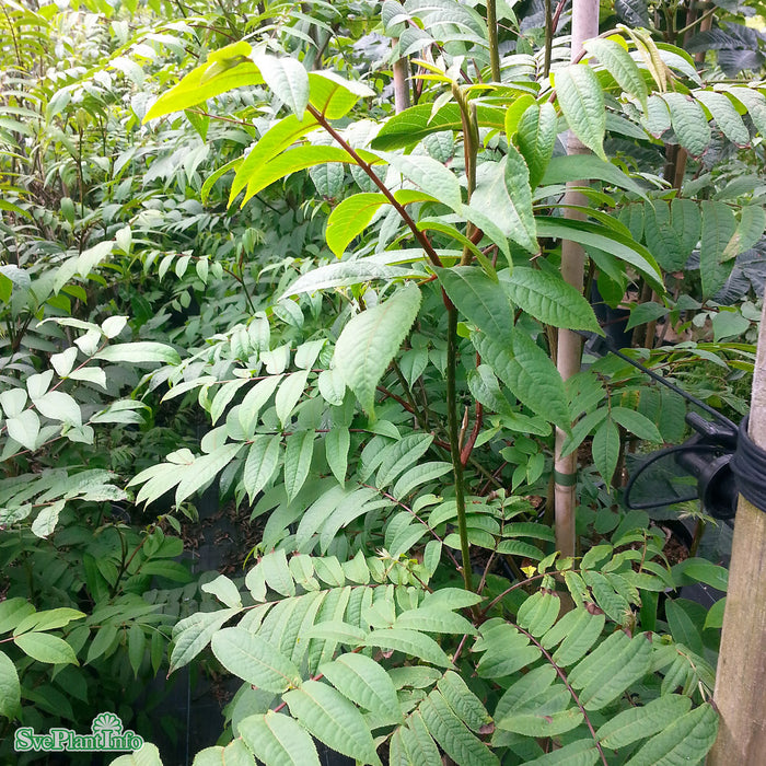 Pterocarya rhoifolia fk Mejlan Ungträd 175-200 C10