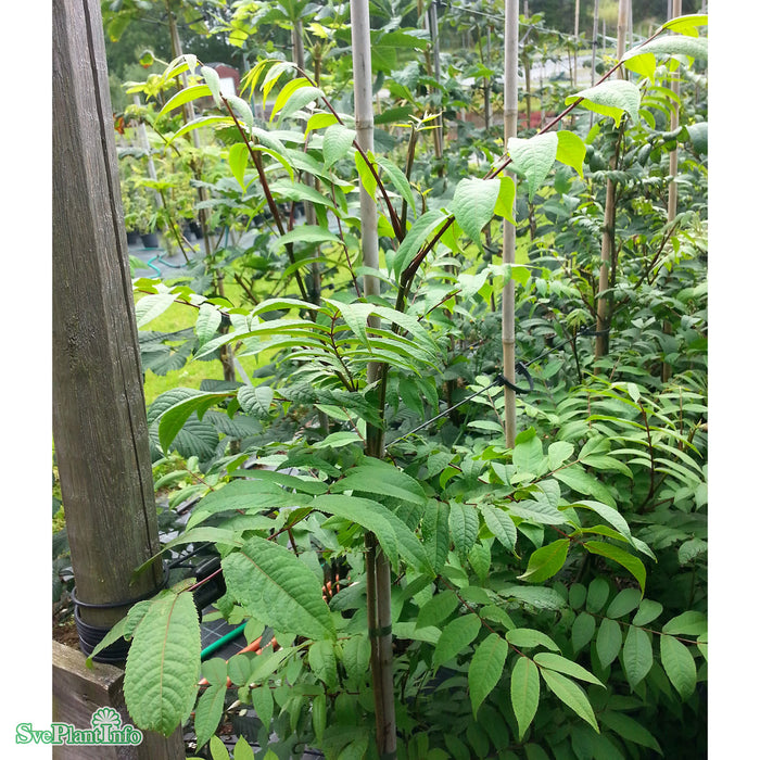 Pterocarya rhoifolia fk Mejlan Ungträd 175-200 C10