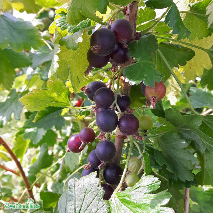 Ribes (Krusvinbär) 'Josta' Busk C3,5