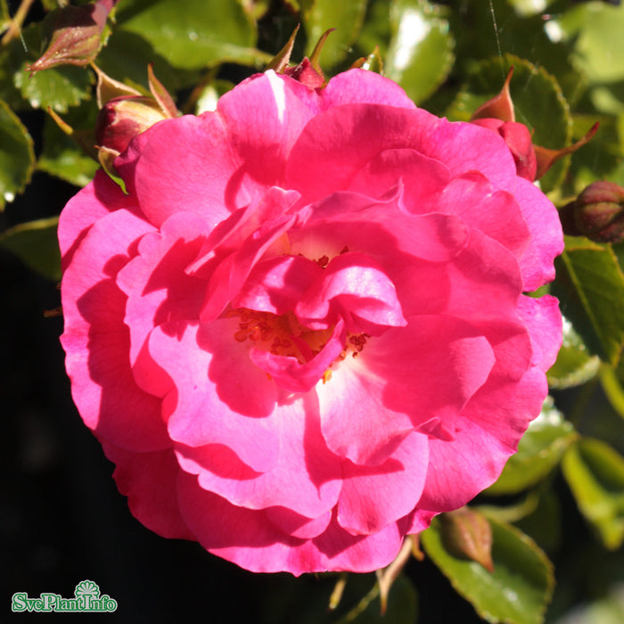 Rosa 'Heidetraum' A-kval